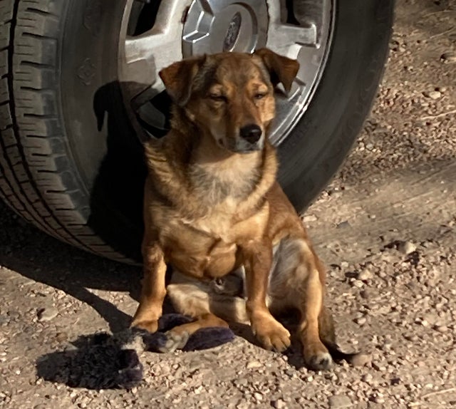 Colorado family wants justice after their dog was stolen and