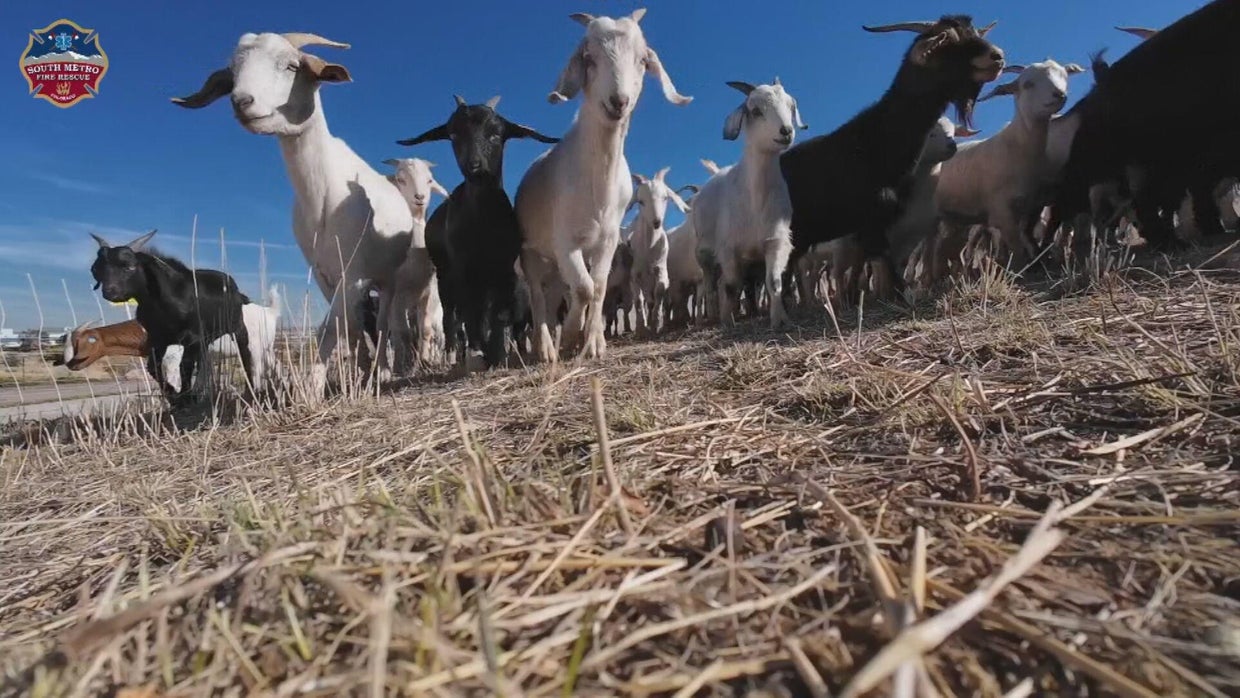 Goats hired to munch weeds, help reduce risk for wildfires in Colorado ...