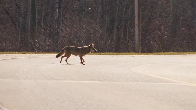 coyote.jpg 