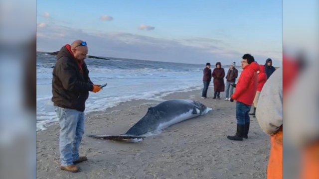 Whale washed up on the beach in Cape May, New Jersey 