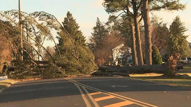 horsham-tree.jpg 