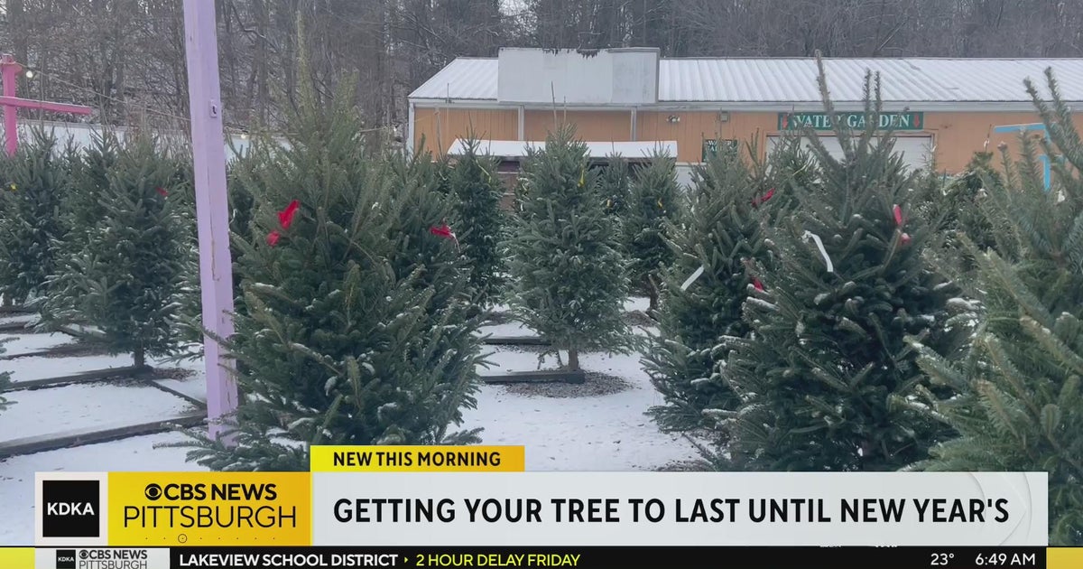 Keeping your Christmas tree happy and healthy this holiday - CBS Pittsburgh
