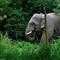 Farmers and villagers facing growing elephant conflict in Thailand