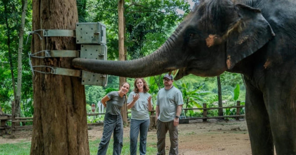 Thai Elephants | Sunday on 60 Minutes