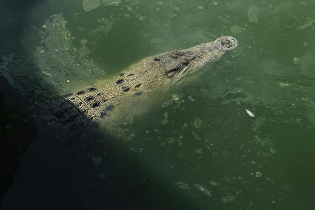 Indonesia Crocodile Farm 