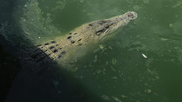 Crocodile Park In Indonesia 