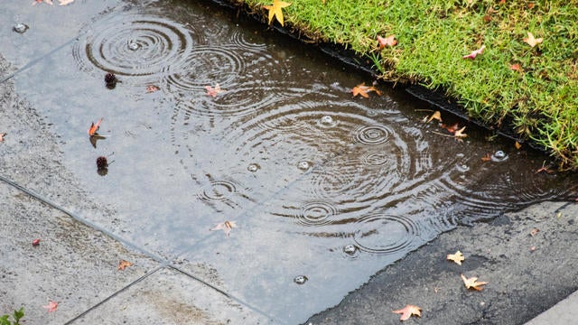 Puddle with raindrops on autumn day 