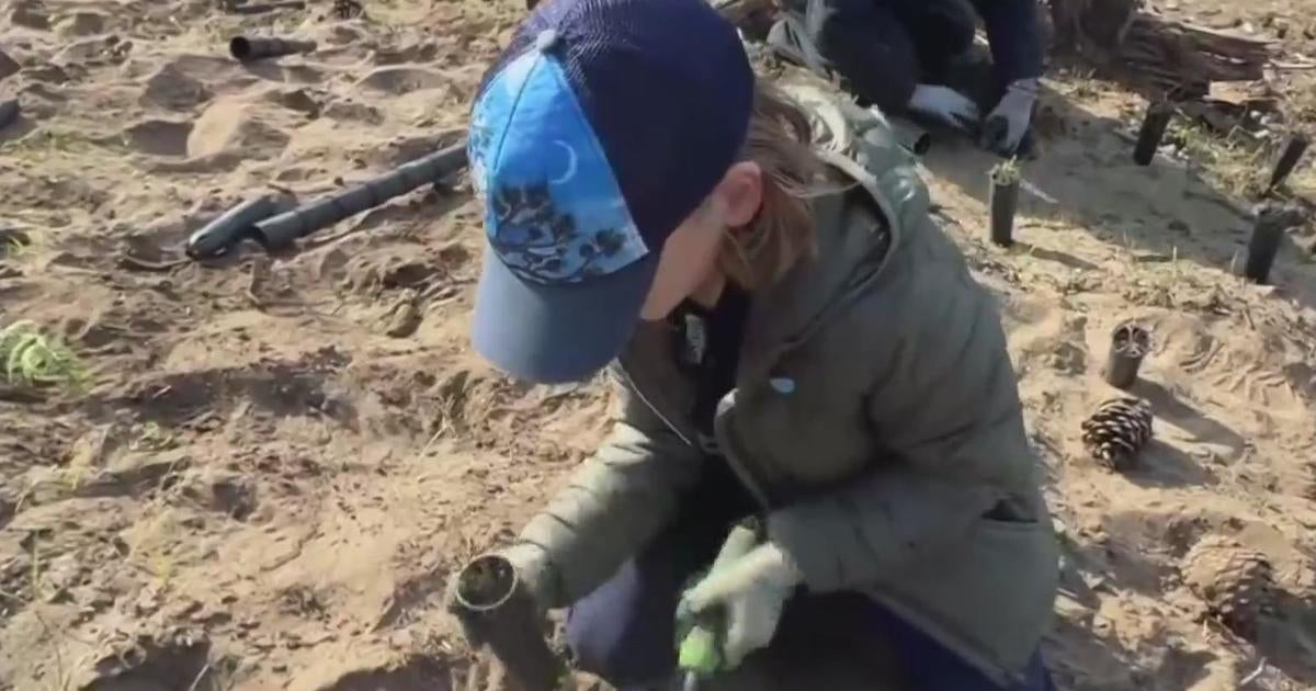 San Franciscans volunteer to restore the Presidio to more natural setting