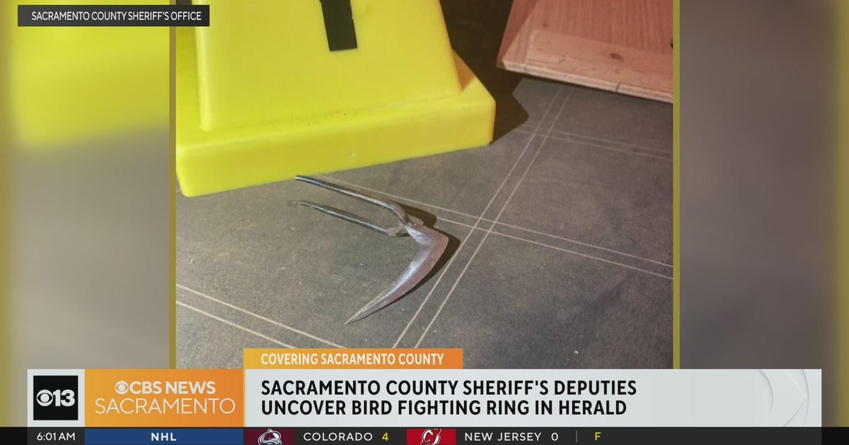 Multiple arrests expected after Sacramento County bird fighting ring raided