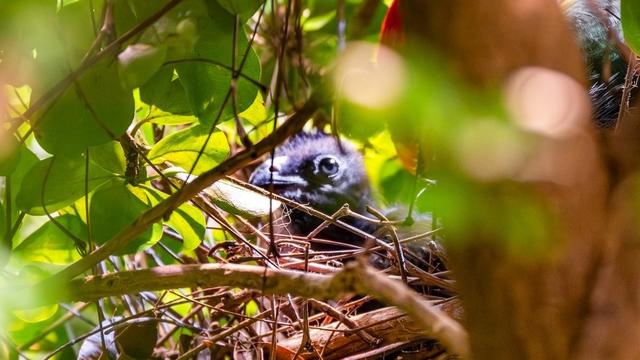 A baby red-crested turaco 