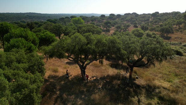 cork-forest.jpg 