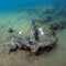 2,500-year-old shipwreck and anchors discovered off coast of Sicily