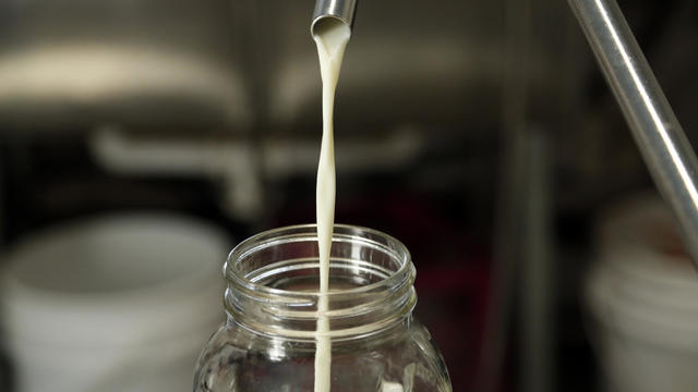 Filling mason jars with milk at a local dairy in Carbondale, Colorado. 