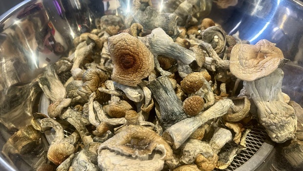 New York Lawmakers Hold Historic Hearing on Medicinal Psilocybin Legalization