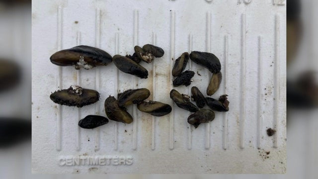 co-invasive-mussels-kmaxcd09.jpg 