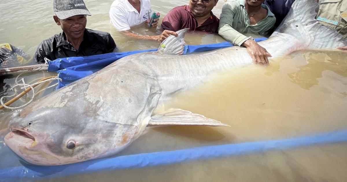 6 endangered Mekong giant catfish — one of the world’s largest and rarest freshwater fish — spotted in Cambodia