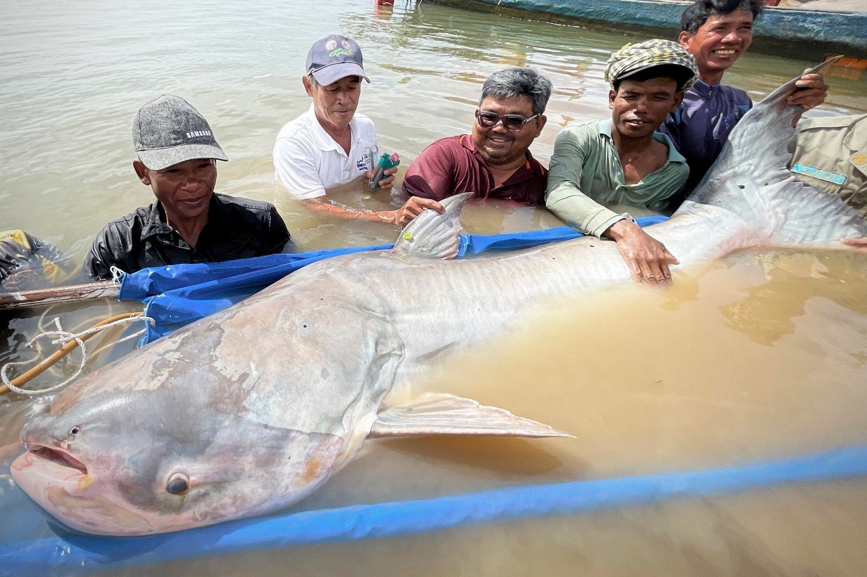 6 endangered Mekong giant catfish — one of the world's largest and ...