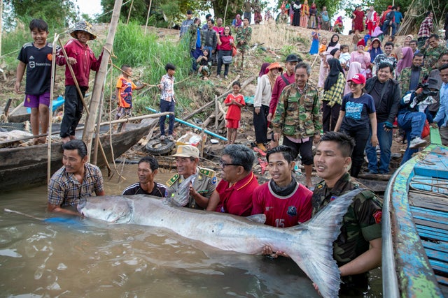 Scientists, officials and fishermen release a 300-pound giant freshwater catfish after it was tagged, into the Mekong River, near Kampong Cham province 