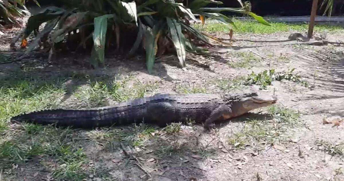 Chance the Snapper, Chicago’s favorite alligator, is now over seven feet long and is helping cancer research