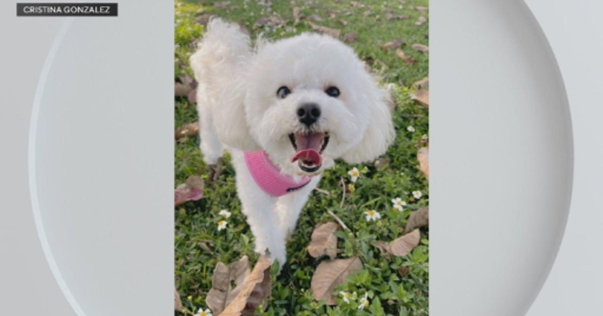 Owner demands justice after her poodle gets mauled to death by another dog at Miami-Dade pet hotel Owner demands justice after her poodle gets mauled to death by another dog at Miami-Dade pet hotel