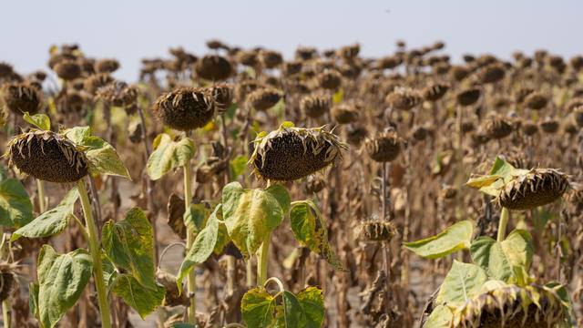 Climate UN Drought Talks 