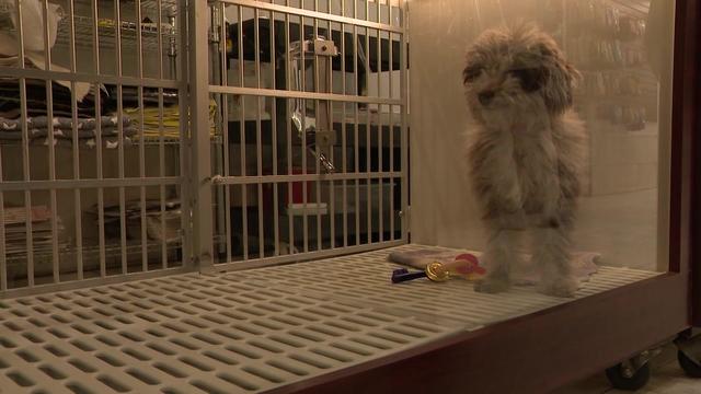 A dog in a caged display case at a pet store. 