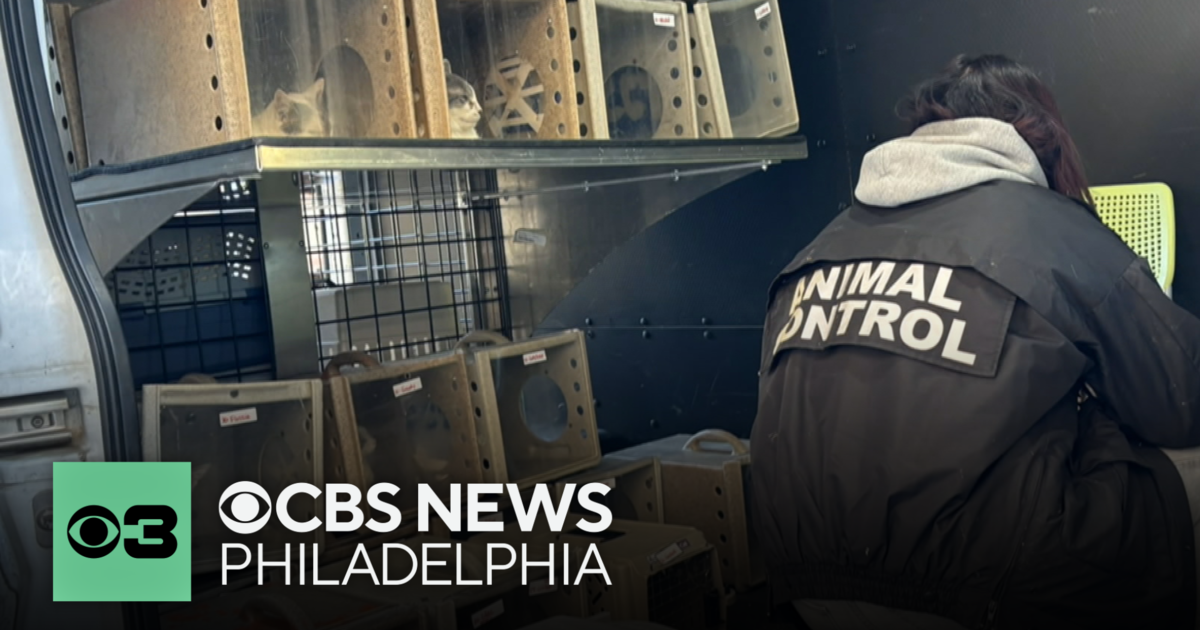 ACCT Philly rescues more than 30 cats from South Philadelphia home