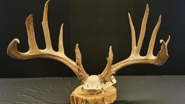 poacher-sentenced-in-court-after-unlawful-taking-of-clinton-county-trophy-buck.jpg 