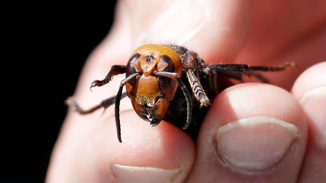 US-SCIENCE-ASIAN HORNETS 