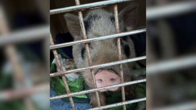 Porky the Pig, the runaway swine captured by Bensalem Police 