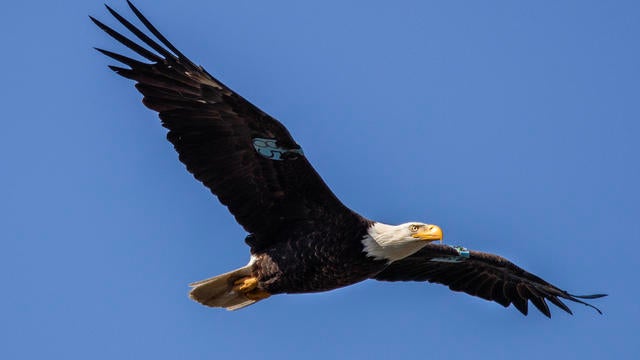 Bald eagles raise eaglets in bustling suburbia instead of open wilderness 