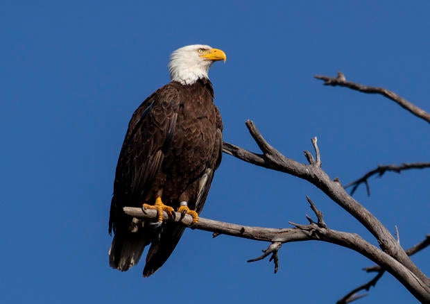 Bald eagles raise eaglets in bustling suburbia instead of open wilderness 