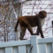 Police issue warning after monkeys spotted roaming Florida city