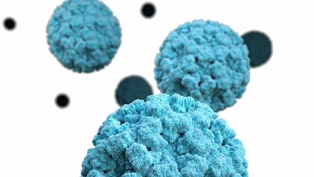 norovirus virions 