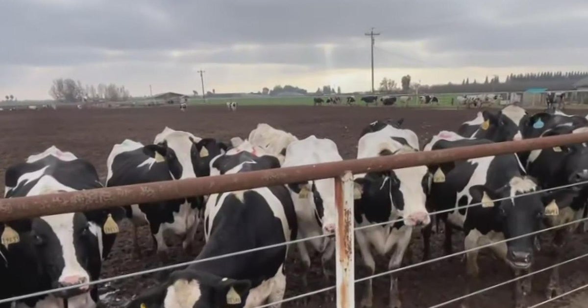 California governor issues emergency proclamation over bird flu