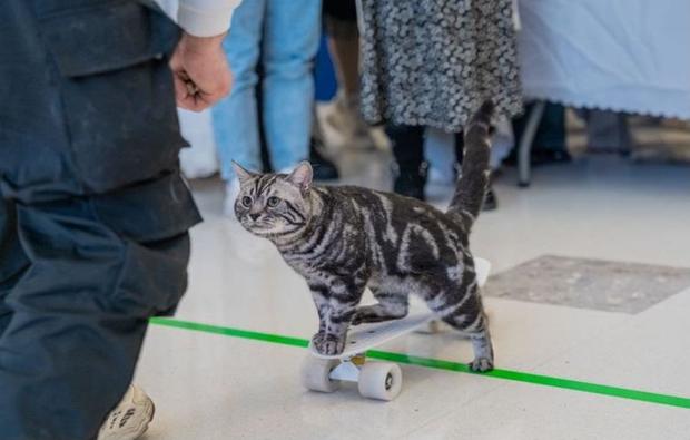 Cat on a skateboard 