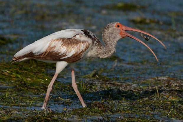 Climate Everglades Restoration Efforts 