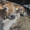 Dairy farmers struggle to cover expenses as American appetites change