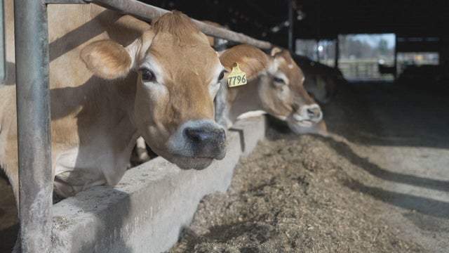 dairy-inflation-broll-frame-7196.jpg