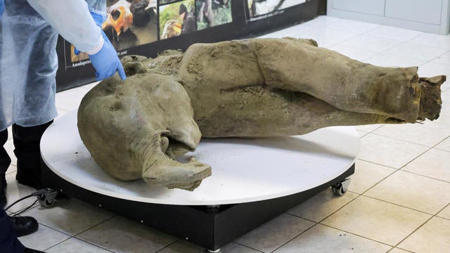 Remains of a well-preserved baby mammoth discovered in Siberian permafrost 