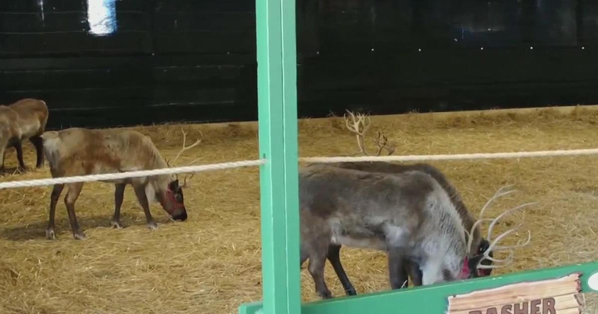 Santa’s reindeer cleared for Christmas flight in Pennsylvania