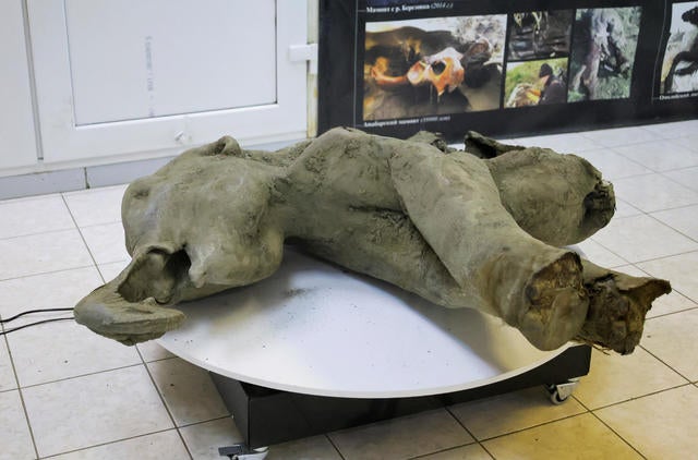 Photos show well-preserved remains of 50,000-year-old baby mammoth found in  Siberia - CBS News