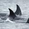 Orca who carried her dead calf for 17 days has a new baby