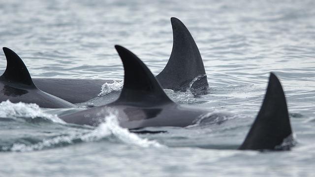 Orcas 