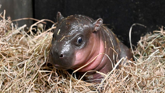 Virginia Baby Hippo