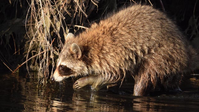 Wading Raccoon 3 