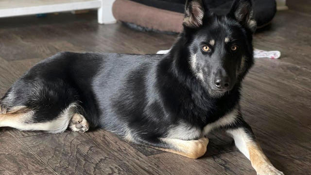 Lost Dog Christmas-Florida 