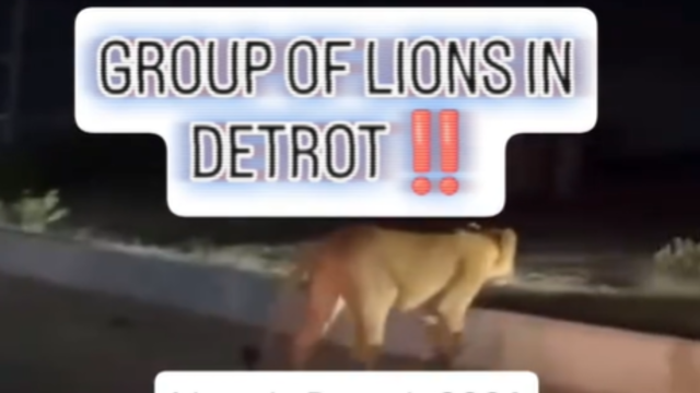 Experts debunk viral video claiming lions loose in Detroit 