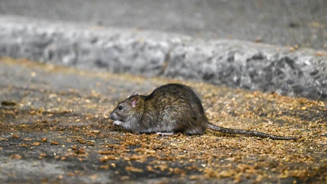 2 Days Campaign To Wipe Out Rodents  In Jaipur 