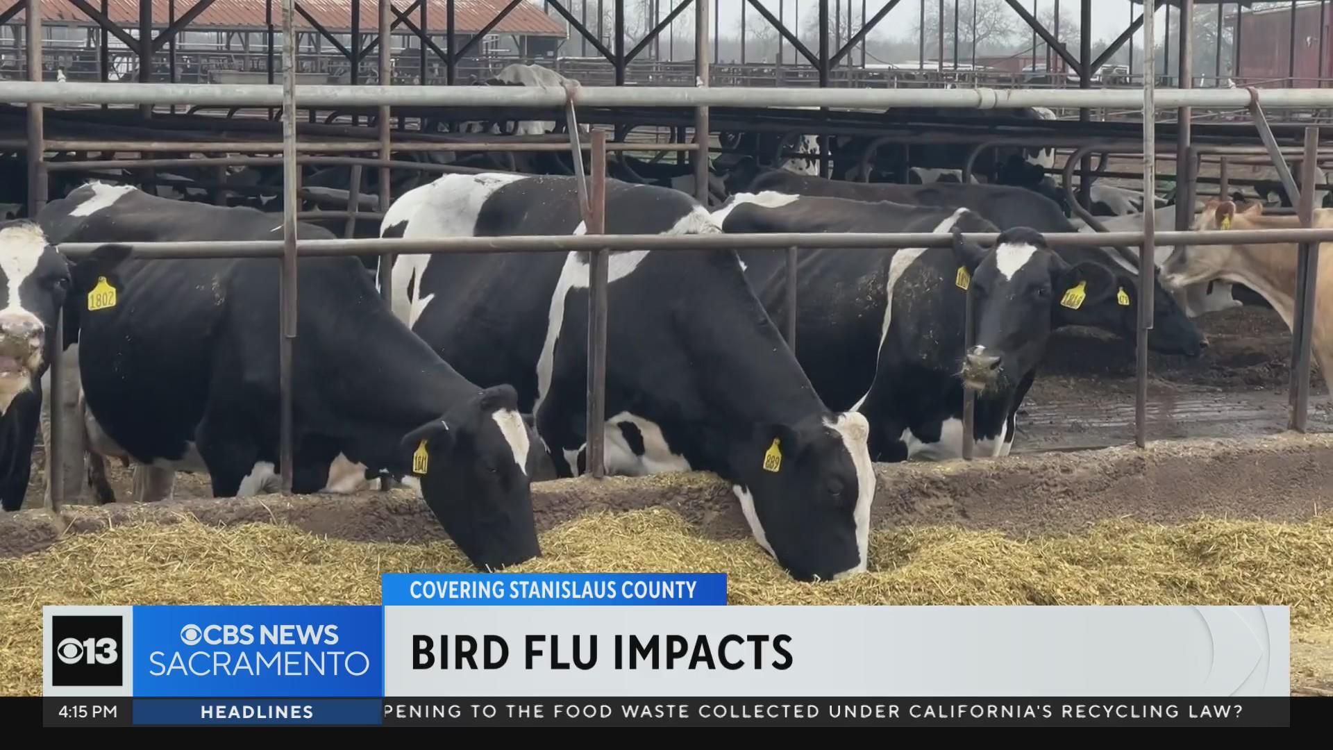 Stanislaus County sees first human case of bird flu this year - CBS  Sacramento